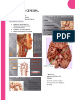 Irrigación Cerebral