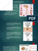 Sistema Parasimpático