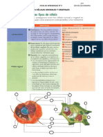 Ficha de Aprendizaje N 9 Celula Animal y Celula Vegetal