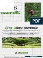 Plantas Gimnospermas Y Sus Tipos