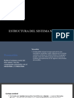 Estructura Del Sistema Nervioso