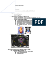 Anatomía, Histología y Fisiología Del Corazón