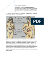 Sistema Endocrino