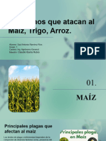 Patogenos en Maíz, Trigo, Arroz