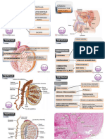 AparatoReproductorMasculino Histologia - Clases2020