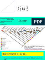 Aves Diapsidos III 2018