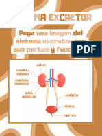 Sistema Excretor