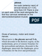 Cervical, Brachial Plexus