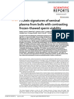 Protein Signatures of Seminal Plasma From Bulls With Contrasting Frozen-Thawed Sperm Viability