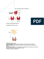 Tiroides Endo Dos