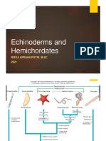 7 - Echinoderms and Hemichordata