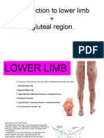 Gluteal Region PDF