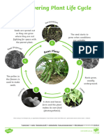 Flowering Plant Life Cycle - Ver