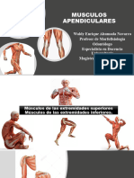 Musculos Extremidades Superiores