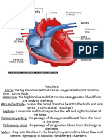 Function of The Parts of The Heart