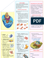 CÉLULA ANIMAL Triptico