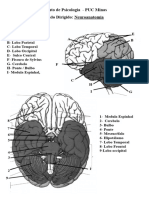 Exercício de Neuroanatomia PRONTO