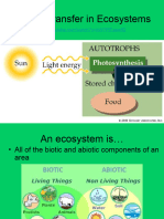 Energy Transfer in Ecosystems