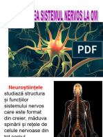 Anizarea Sistemului Nervos La Om 2