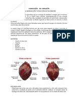 Diseccion Corazon 23 24