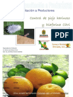 Curso Diaphorina Citri (Enverdecimiento de Los Citricos)