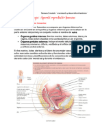 Histología Del Aparato Reproductor Femenino