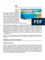 Phosphorus Cycle