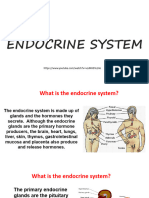 Endocrine System