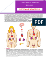 El Sistema Endocrino Humano