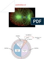 Materi Pembelahan Sel (Basic)