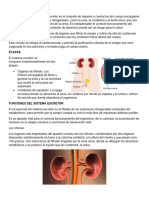 Qué Es El Sistema Excretor