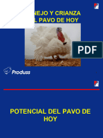 Manejo y Crianza Del Pavo de Hoy para Clientes