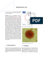 Entamoeba Coli PDF