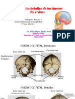 Principales Detalles de Los Huesos Del Cráneo
