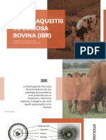 Rinotraqueitis Infecciosa Bovina (Ibr) : Seminario de Investigación Reyna Julissa Santos Carachure