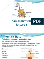 Alimentary Tract