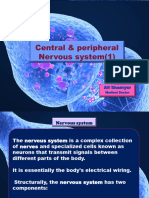 Physiology11 - Central Nervous System