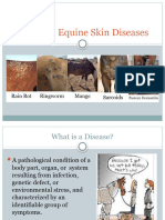 Common Equine Skin Diseases