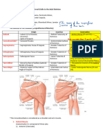 Muscles of The Arm and Forearm