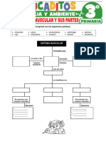 El Sistema Muscular y Sus Partes para Tercer Grado de Primaria