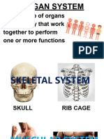 Digestive System