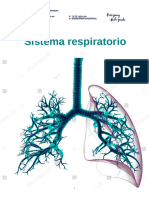 Sistema Respiratorio