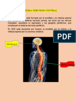 Sistema Nervioso .