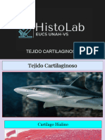 Cartílago y Hueso (Modificado)