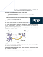 Nervous System Notes