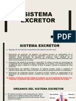 M.T Sistema Excretor