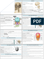 Anatomia Cabeza