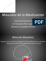 Musculos de La Masticacion