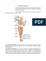 El Sistema Linfático