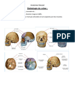 Osteologie Crane